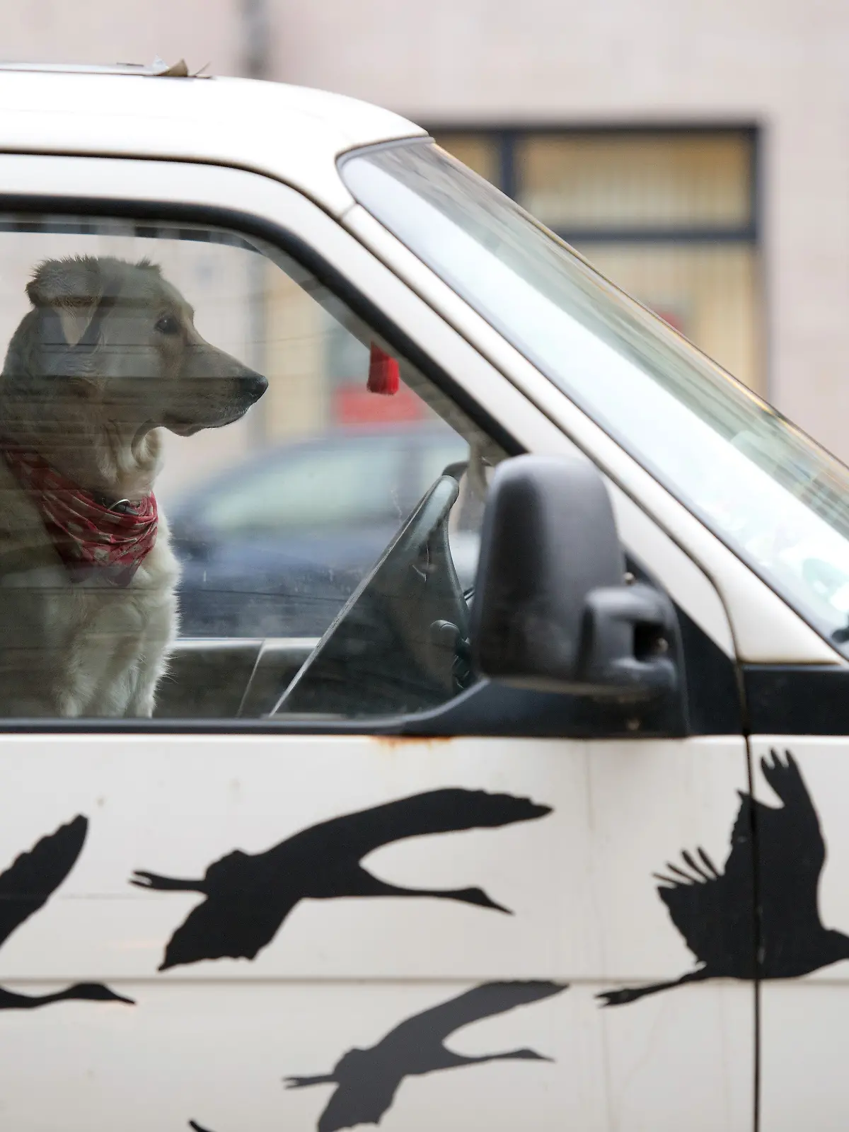 Hund in einem VW-Bus (Symbolfoto) 
