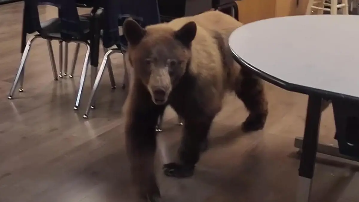 Schreck im Klassenzimmer! Lehrerin wird von Bären überrascht Wer kommt da denn angetatzt?