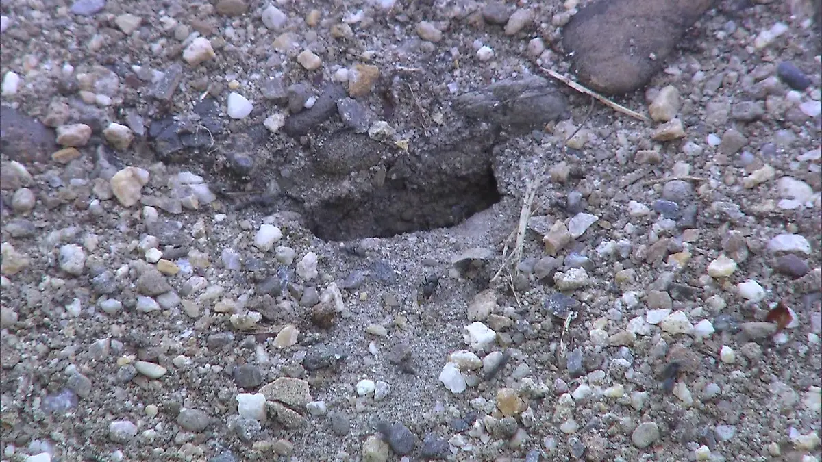 Spielplatz dicht wegen Ameisenplage Fiese Invasion in Kehl