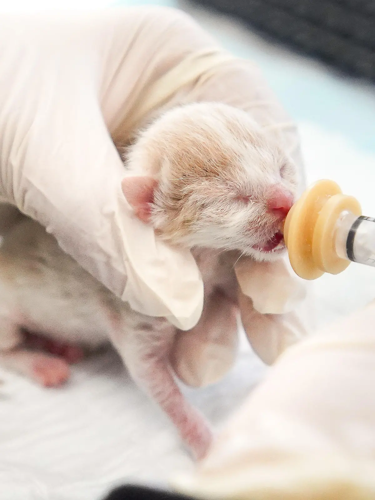 Ein aufmerksamer Passant fand das Kitten und brachte sie zum Wiener TierQuartier.