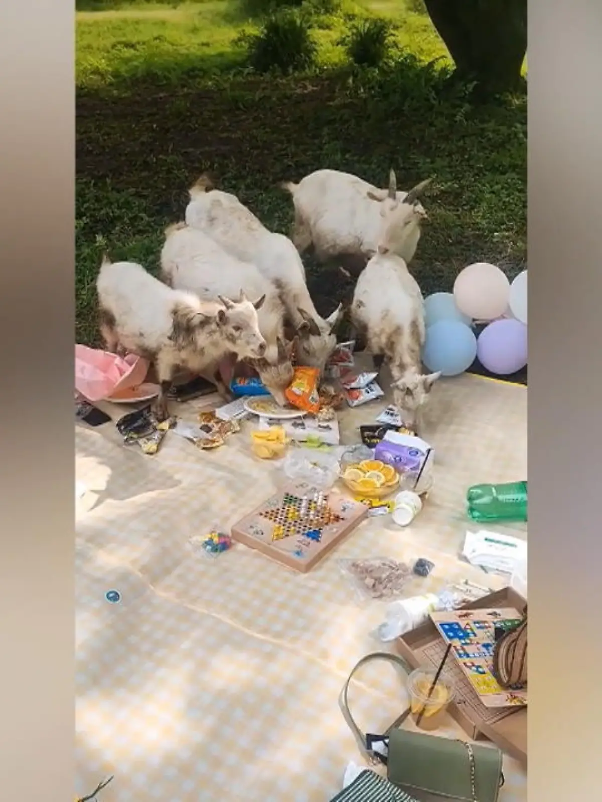 Der Frühling ist in vollem Gange und was gibt es da Schöneres als ein leckeres Picknick?  Das dachte sich wohl auch diese Ziegenherde und machte sich in China über Leckereien her - nur waren es nicht ihre eigenen. Mehr dazu im Video.