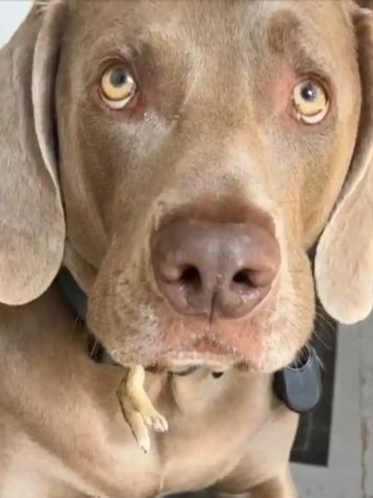 Er lässt es einfach nicht los! Der Weimeraner, Andy Bernard Olivia hat sich ein Kaninchenbaby geschnappt. Über eine halbe Stunde trägt er es im Maul mich sich rum, nur die Hinterbeinchen sind noch zu sehen. Wie sein Frauchen den Hund zum aufgeben bewegt, zeigen wir im Video. 