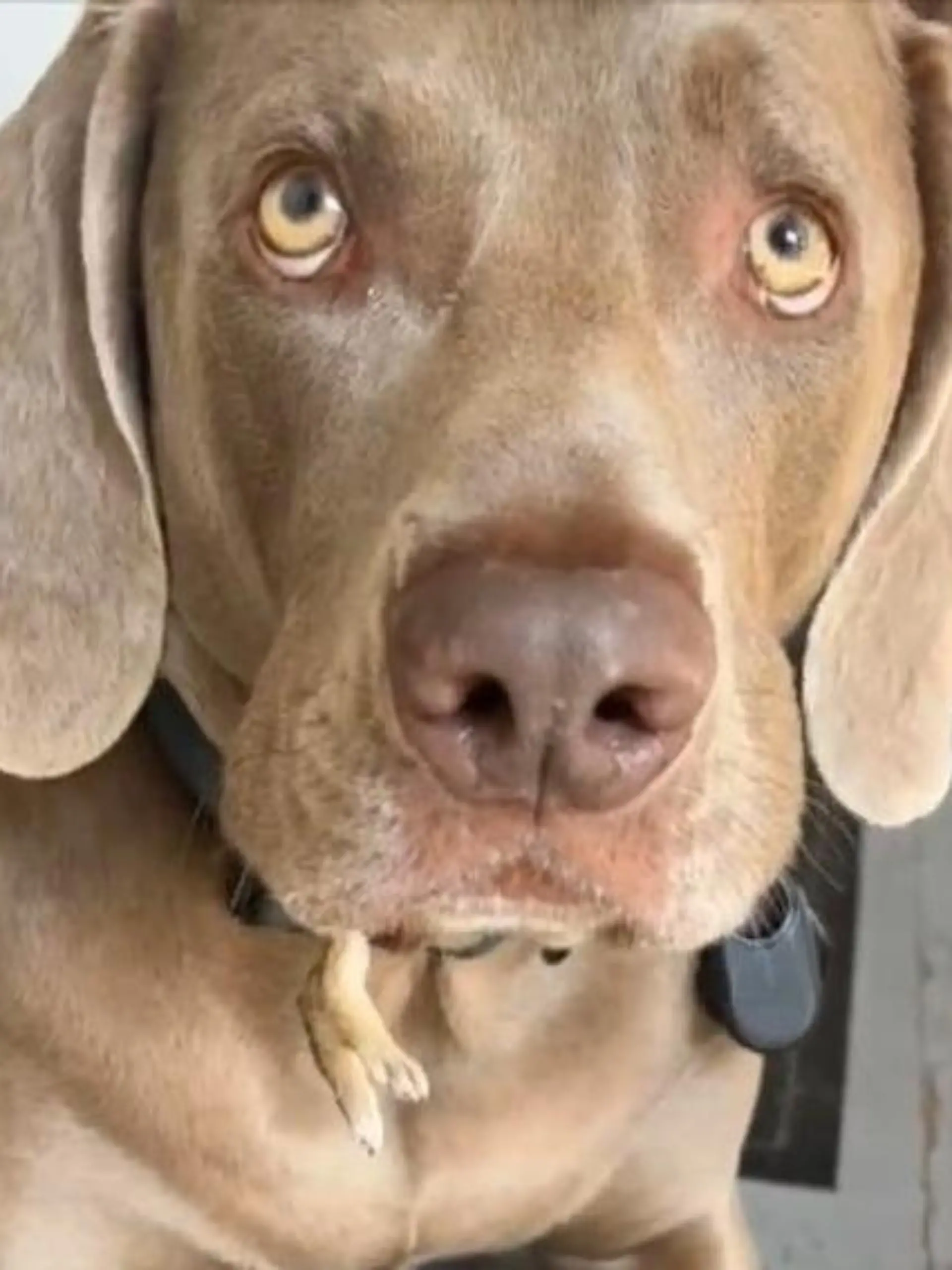 Er lässt es einfach nicht los! Der Weimeraner, Andy Bernard Olivia hat sich ein Kaninchenbaby geschnappt. Über eine halbe Stunde trägt er es im Maul mich sich rum, nur die Hinterbeinchen sind noch zu sehen. Wie sein Frauchen den Hund zum aufgeben bewegt, zeigen wir im Video. 