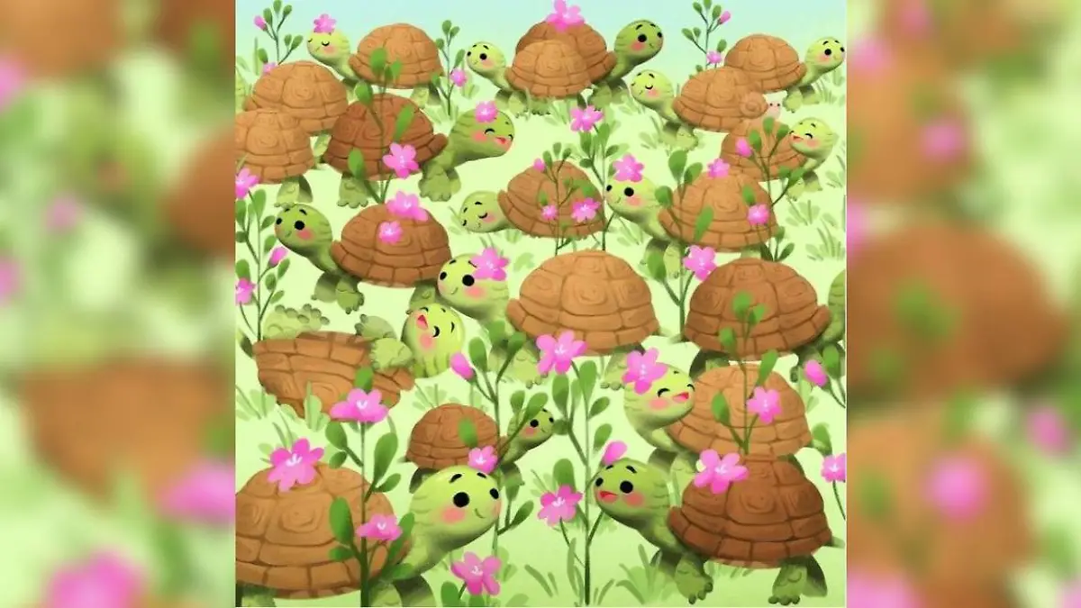 Wo findet sich hier die Schnecke? 