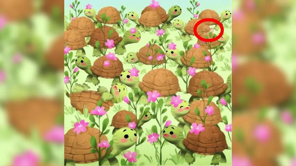 Auflösung Suchbild Schnecke