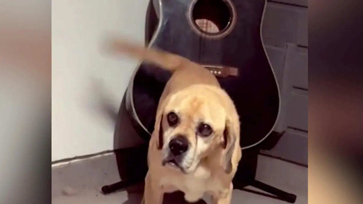 Hund rockt Gitarre mit seiner Rute Mein Schwanz macht jetzt Musik!
