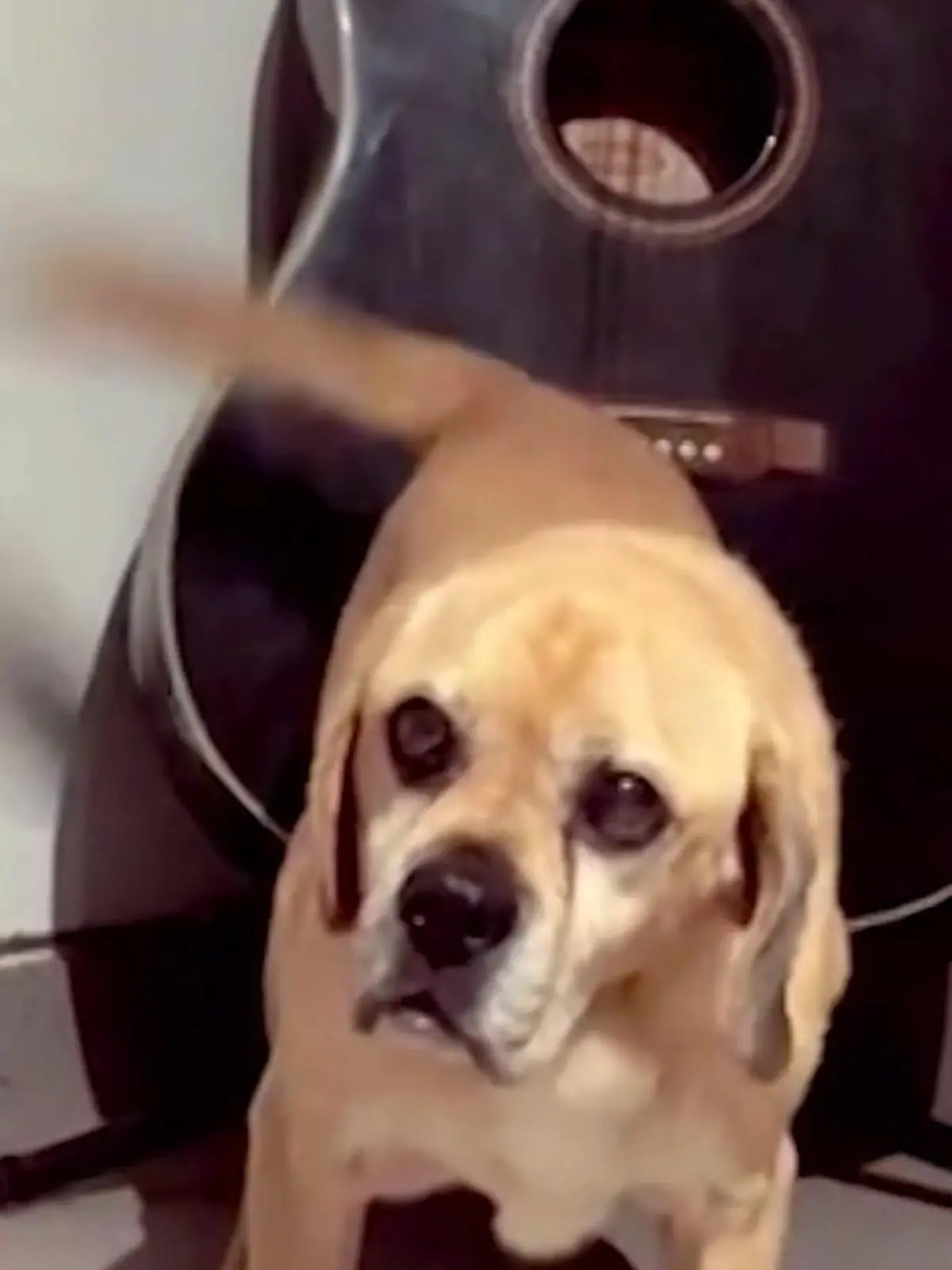 Hier spielt die Musik! Ein kleiner Hund trifft die Akkorde wie ein Profi. Dabei steht er nur zufällig zu nah an einer Gitarre, als er freudig mit dem Schwanz wedelt. Welchem Song sein Gedudel verblüffend ähnelt, zeigen wir im Video. 