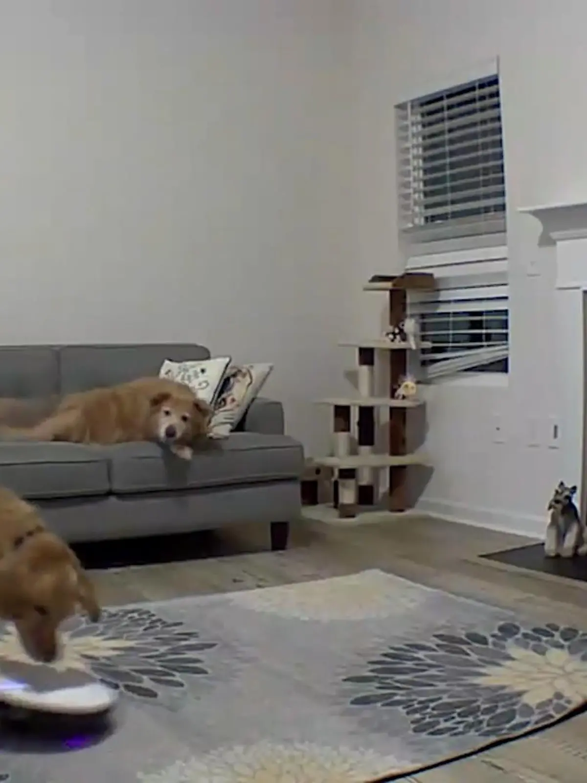 Saugroboter erleichtern uns inzwischen seit einigen Jahren das Leben. Sie halten unsere Wohnung sauber, ohne dass wir uns großartig um sie kümmern müssen. Für den Golden Retriever im Video ist der Saugroboter aber eher eine Belastung als eine Erleichterung.