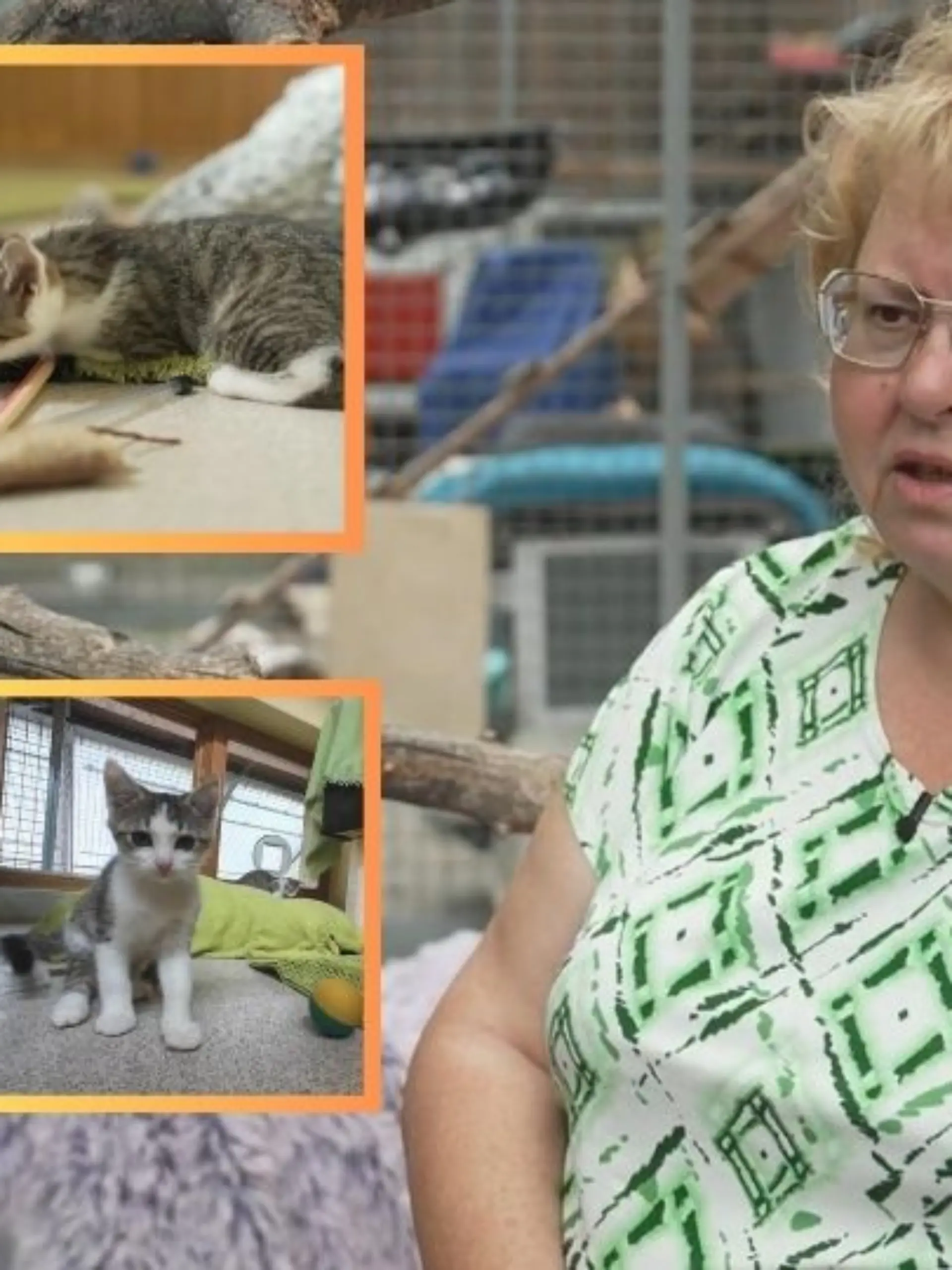 Collage Tierheimleitung und Katzen