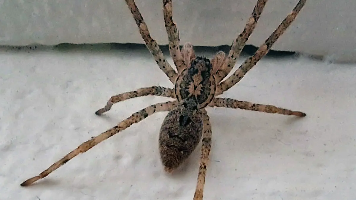 Sie ist giftig und beißt! Diese Spinne breitet sich in Deutschland aus
