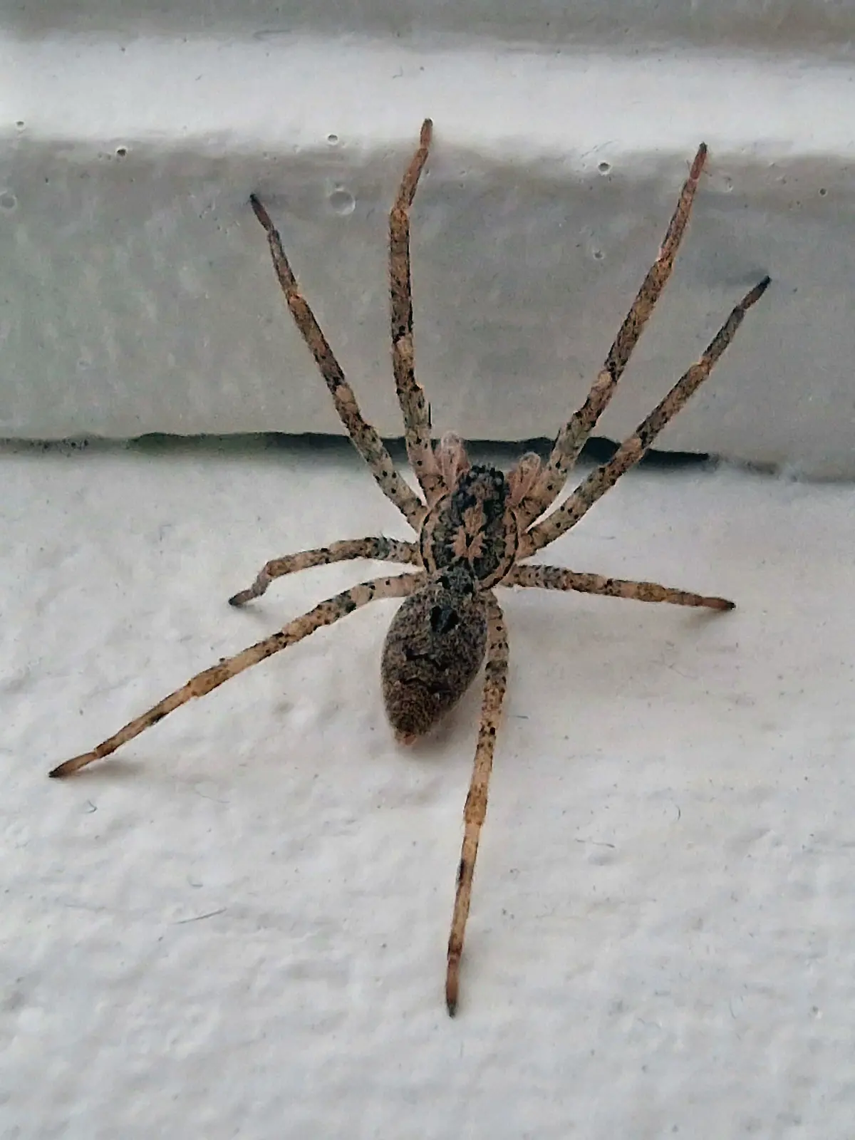 Bild zu: "Nosferatu-Spinne ist gekommen, um zu bleiben"
