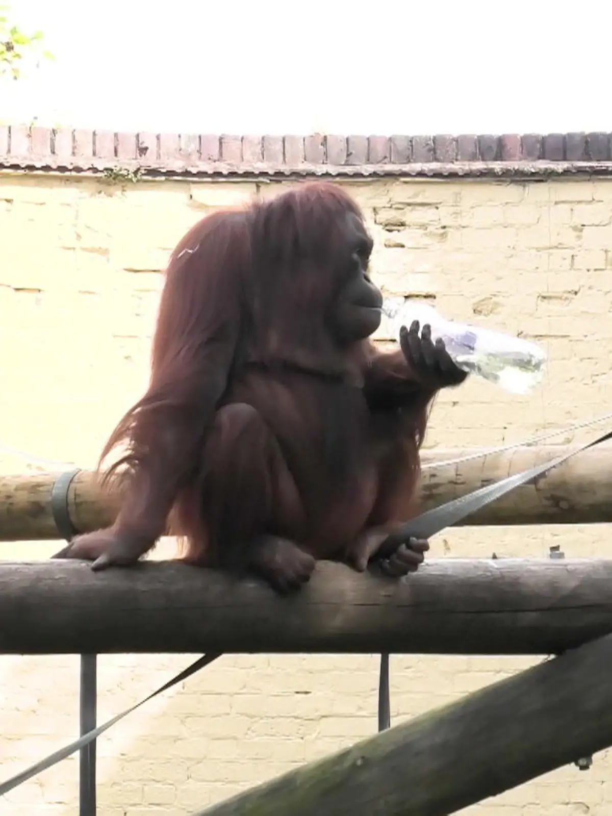 Dieser Affe ist ein richtiges Ferkel! Er verrichtet seinen Toilettengang in eine Plastikflasche. Was er dann damit macht, ist einfach nur eklig. Wie er seine Notdurft verschwinden lässt, zeigen wir im Video. 