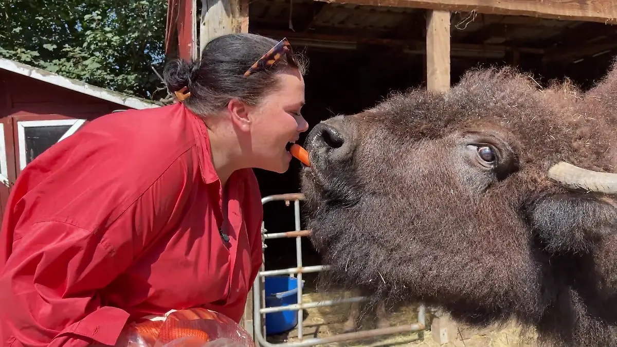 Yvonne Neumann aus Drochtersen mit Bison-Dame Elvira