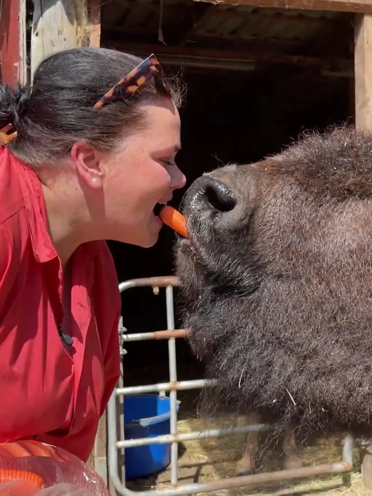 Yvonne Neumann aus Drochtersen mit Bison-Dame Elvira