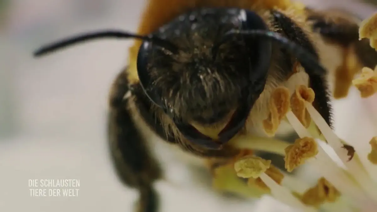 Größer heißt nicht immer besser! Bienen
