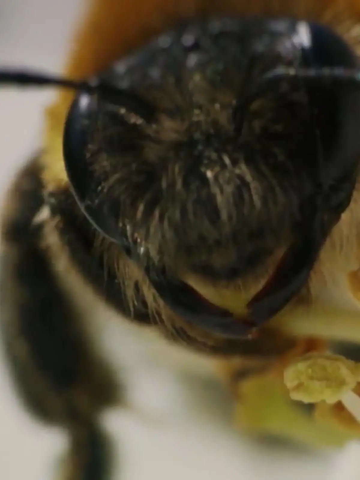 Bild zu: "Größer heißt nicht immer besser!"