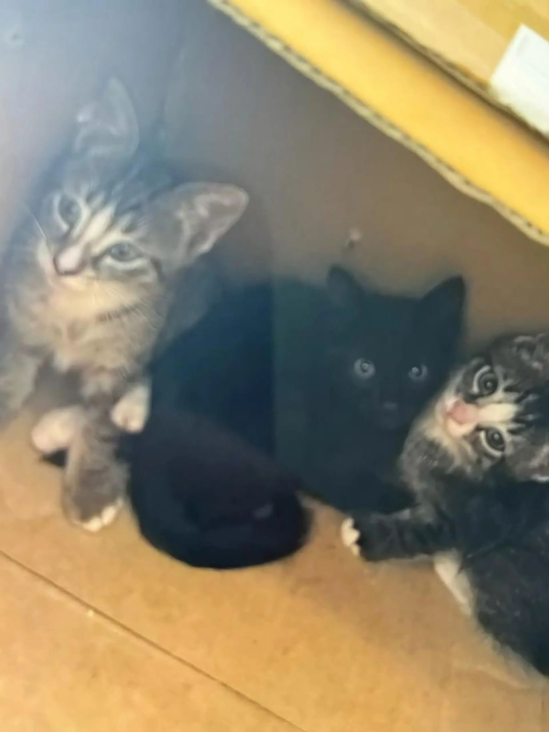 Bild zu: "Katzenbabys im Karton"
