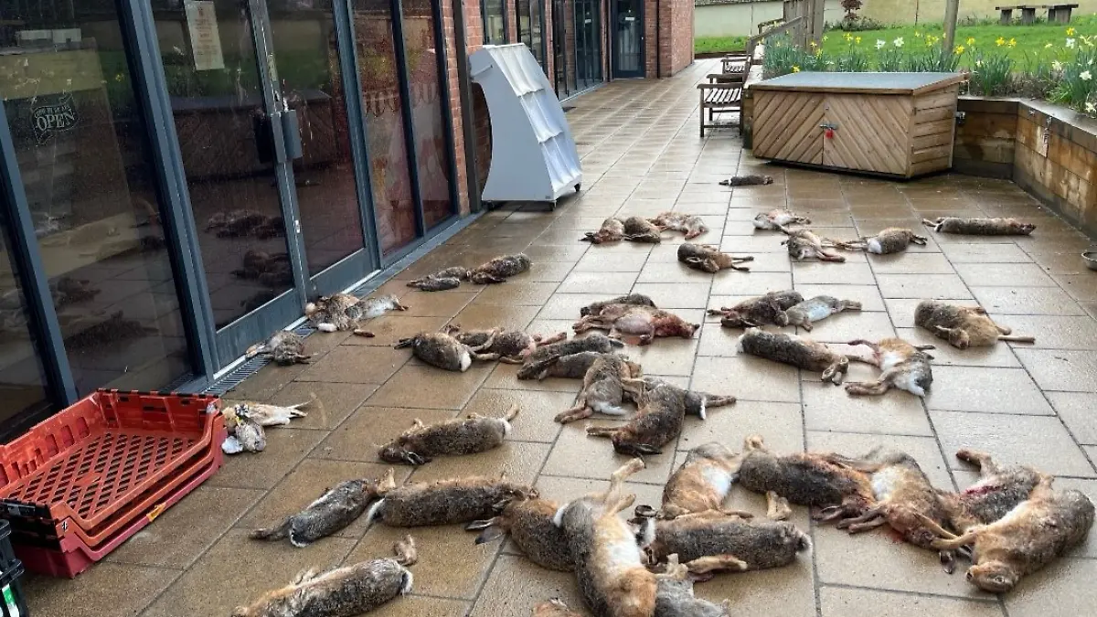 Mehr als 50 tote Wildtiere werden vor einem Laden abgelegt.