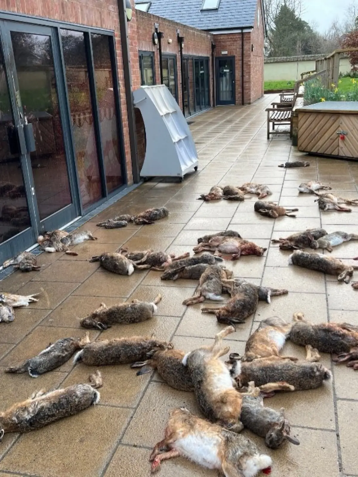 Mehr als 50 tote Wildtiere werden vor einem Laden abgelegt.