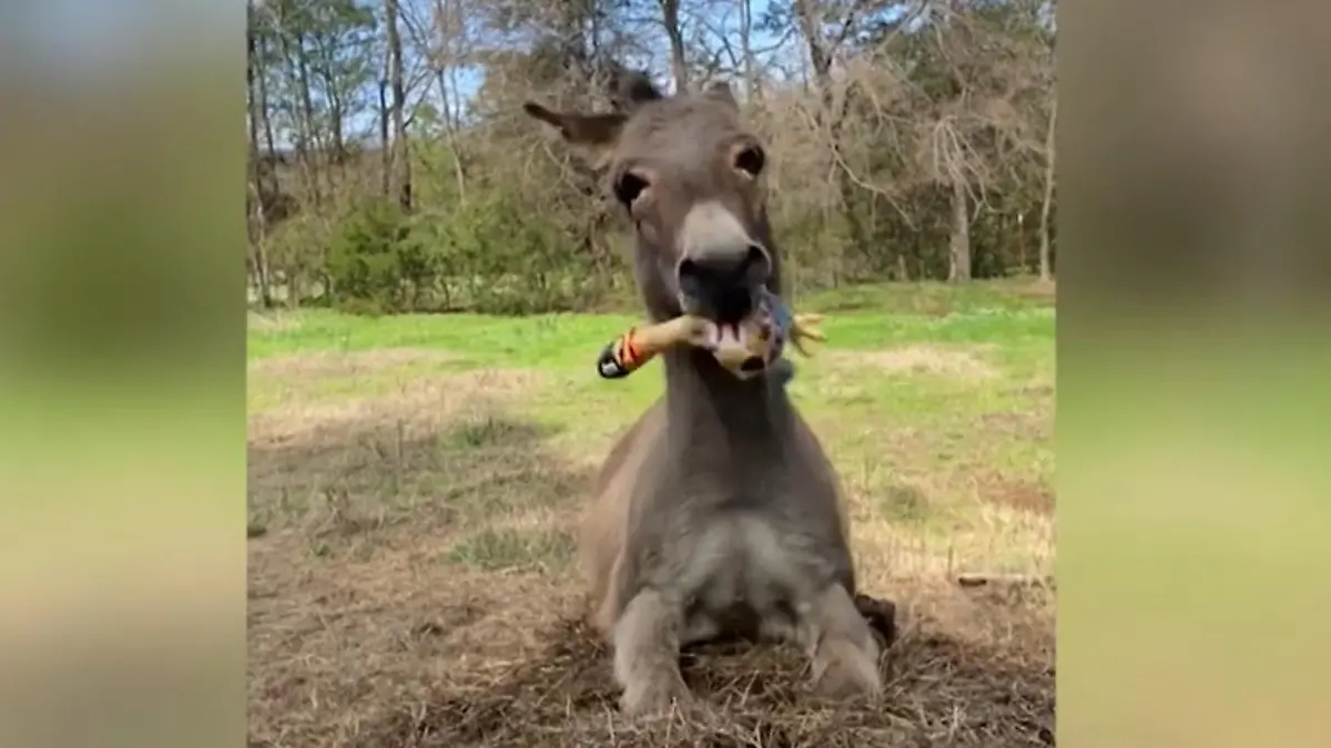 I-AH! Gummipuppe macht Esel völlig wuschig