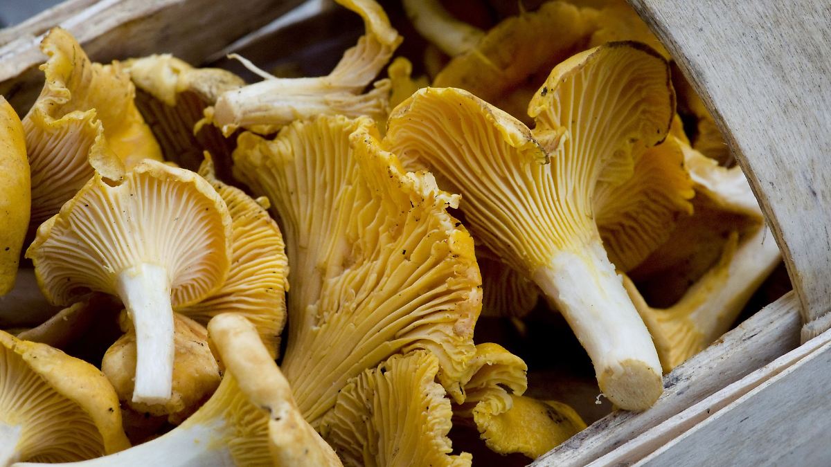 Mit-Vorsicht-zu-genie-en-Das-passiert-wenn-ihr-zu-oft-Pfifferlinge-esst