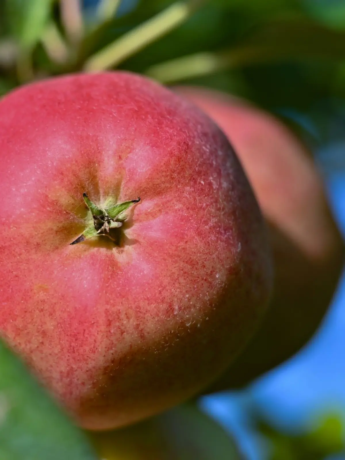 Bild zu: "Darum kostet Obst jetzt so viel"