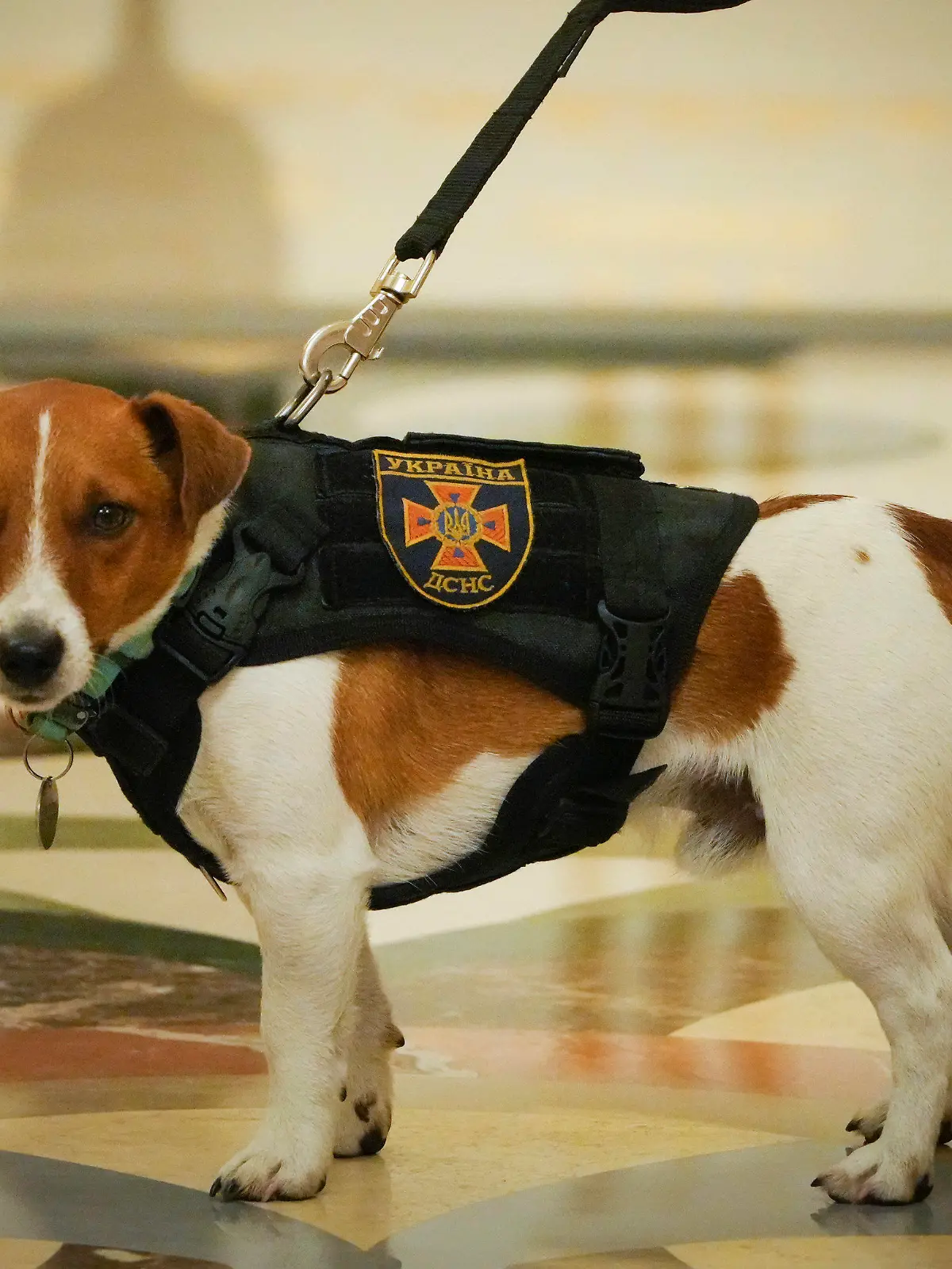 Dog Patron called Bullet at an award ceremony for his owner, a sapper, in Kyiv, Ukraine, Sunday, May 8, 2022. (AP Photo/Efrem Lukatsky)