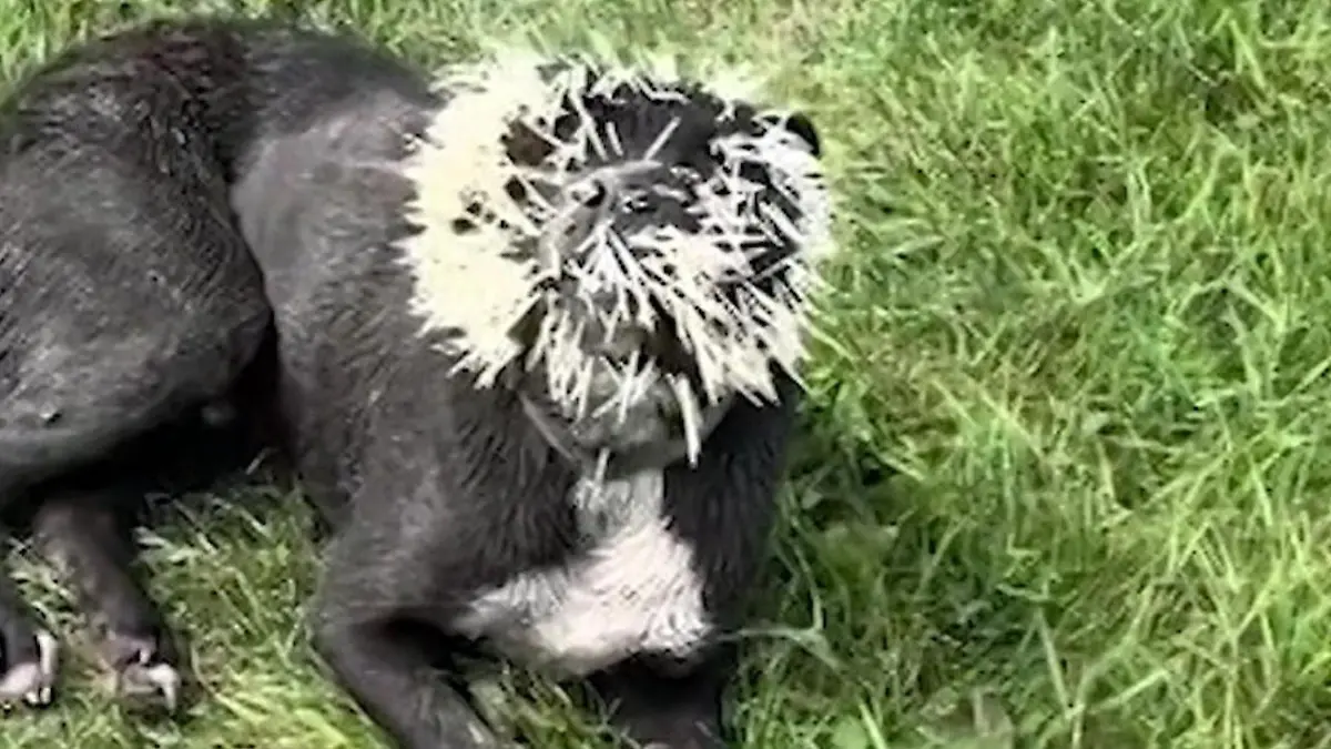 Brutus (2) hat 1.500 Stiche im Kopf