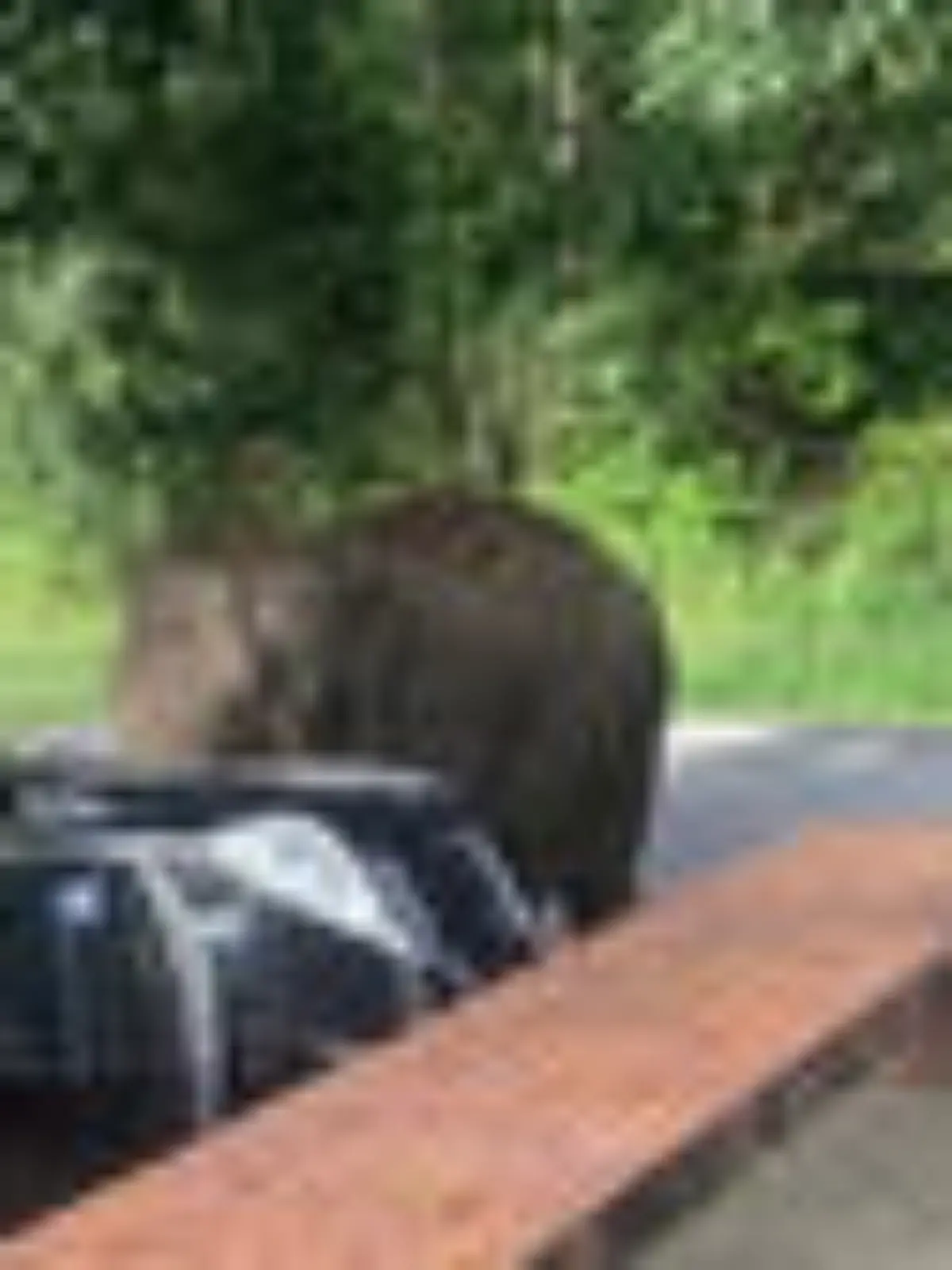 Dieser Elefant benutzt das Auto der Touris als Spielzeug