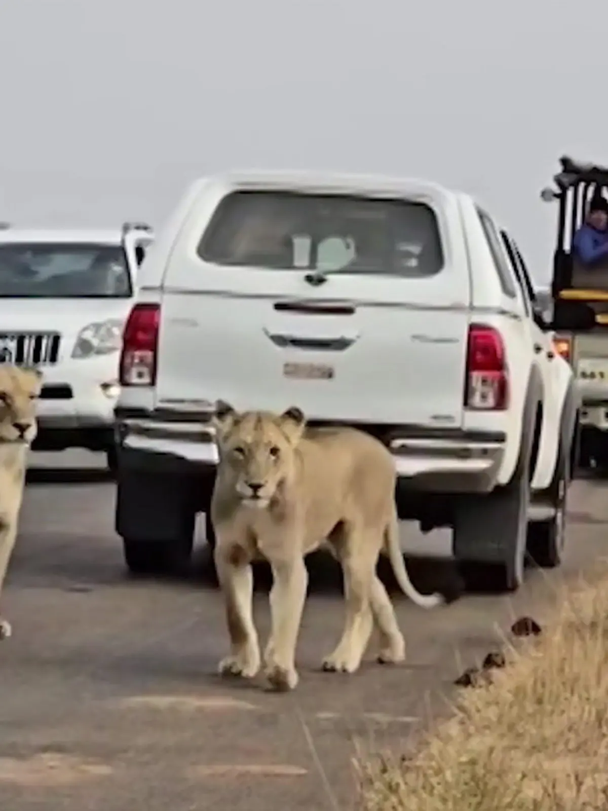 Bild zu: "Deutscher Safari-Touri fährt Löwin an! "