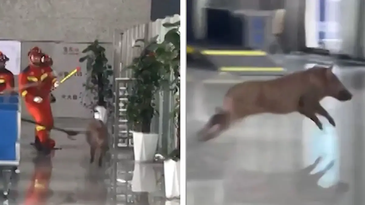 Was für eine Schweinerei! Aggro-Keiler terrorisiert Bahnhof