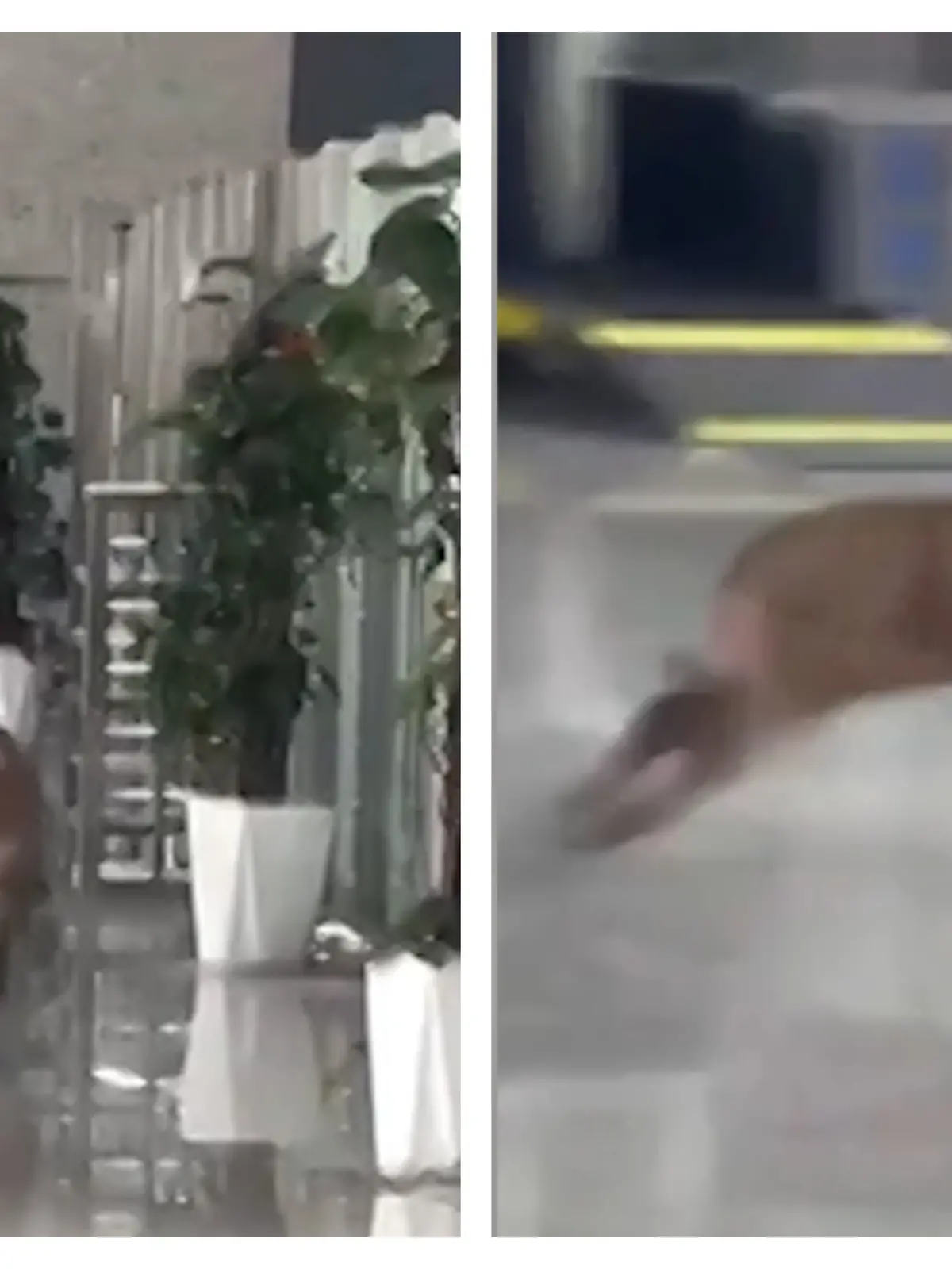Was für eine Schweinerei! Aggro-Keiler terrorisiert Bahnhof