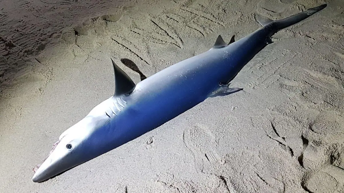 HANDOUT - Ein toter Blauhai liegt am 20.12.2017 am Strand von Rantum auf der Nordseeinsel Sylt (Schleswig-Holstein). Spaziergänger entdeckten den Kadaver am Mittwochabend am Strand von Rantum. Der 2,25 Meter lange Hai soll jetzt im Institut für Terrestrische und Aquatische Wildtierforschung in Büsum untersucht werden, wie die Naturschutzgesellschaft «Schutzstation Wattenmeer» am Donnerstag sagte. Der Blauhai (Prionace glauca) ist in dieser Jahreszeit ein äußerst seltener Besucher der Nordsee. Er ist ein Hochseebewohner und gilt als gefährlich, jedoch nicht angriffslustig, sagte Goetze. (zu dpa "Toter Blauhai auf Sylt angeschwemmt" vom 21.12.2017) ACHTUNG: Nur zur redaktionellen Verwendung im Zusammenhang mit der aktuellen Berichterstattung und nur mit Nennung: Foto: Franziska Veit/Schutzstation Wattenmeer/dpa +++(c) dpa - Bildfunk+++