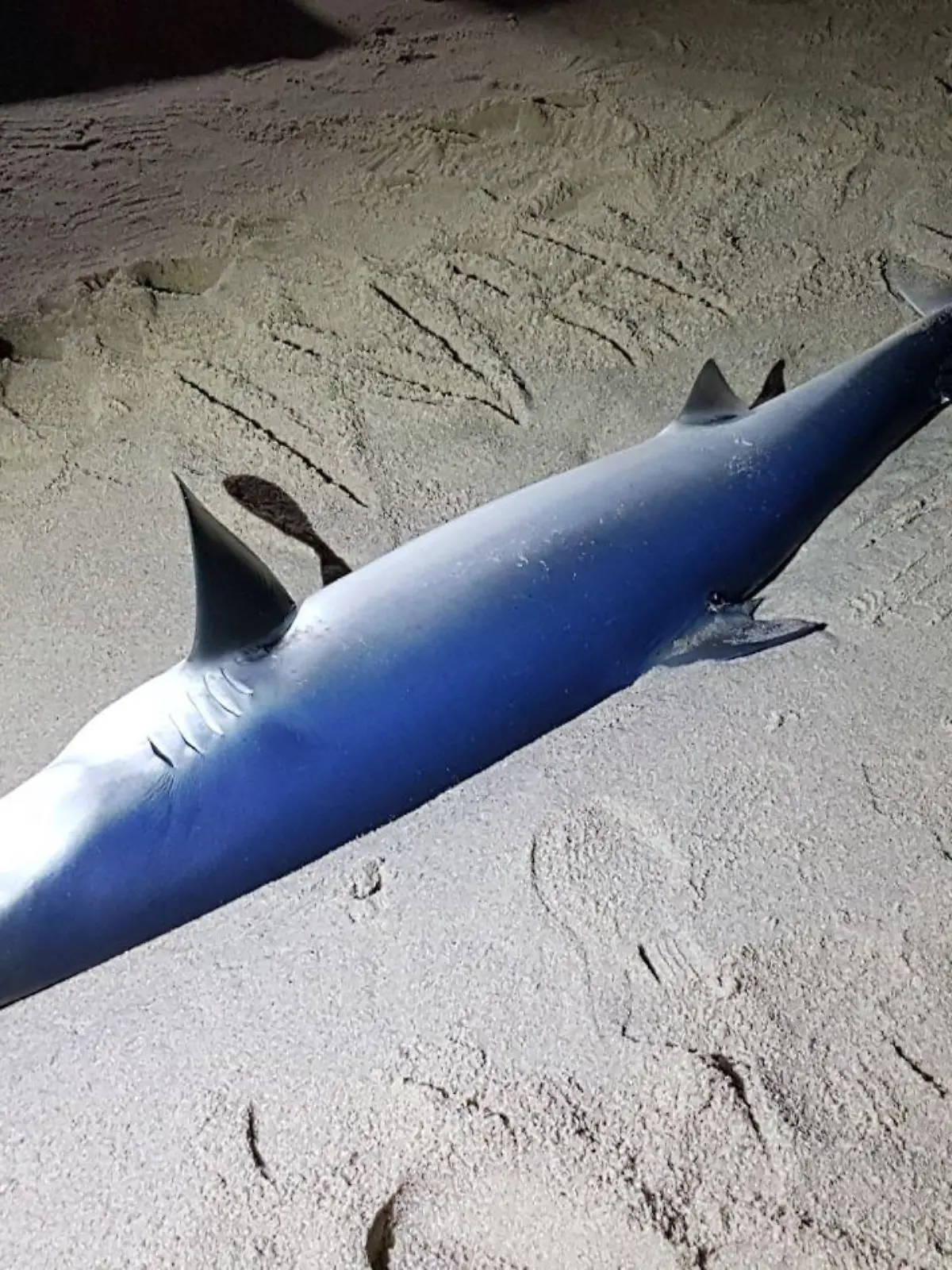 HANDOUT - Ein toter Blauhai liegt am 20.12.2017 am Strand von Rantum auf der Nordseeinsel Sylt (Schleswig-Holstein). Spaziergänger entdeckten den Kadaver am Mittwochabend am Strand von Rantum. Der 2,25 Meter lange Hai soll jetzt im Institut für Terrestrische und Aquatische Wildtierforschung in Büsum untersucht werden, wie die Naturschutzgesellschaft «Schutzstation Wattenmeer» am Donnerstag sagte. Der Blauhai (Prionace glauca) ist in dieser Jahreszeit ein äußerst seltener Besucher der Nordsee. Er ist ein Hochseebewohner und gilt als gefährlich, jedoch nicht angriffslustig, sagte Goetze.    (zu dpa "Toter Blauhai auf Sylt angeschwemmt" vom 21.12.2017) ACHTUNG: Nur zur redaktionellen Verwendung im Zusammenhang mit der aktuellen Berichterstattung und nur mit Nennung: Foto: Franziska Veit/Schutzstation Wattenmeer/dpa +++(c) dpa - Bildfunk+++