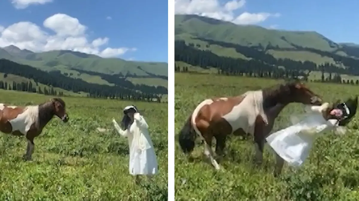 Voll auf die Zwölf! Pferd verpasst Touristin Schlag