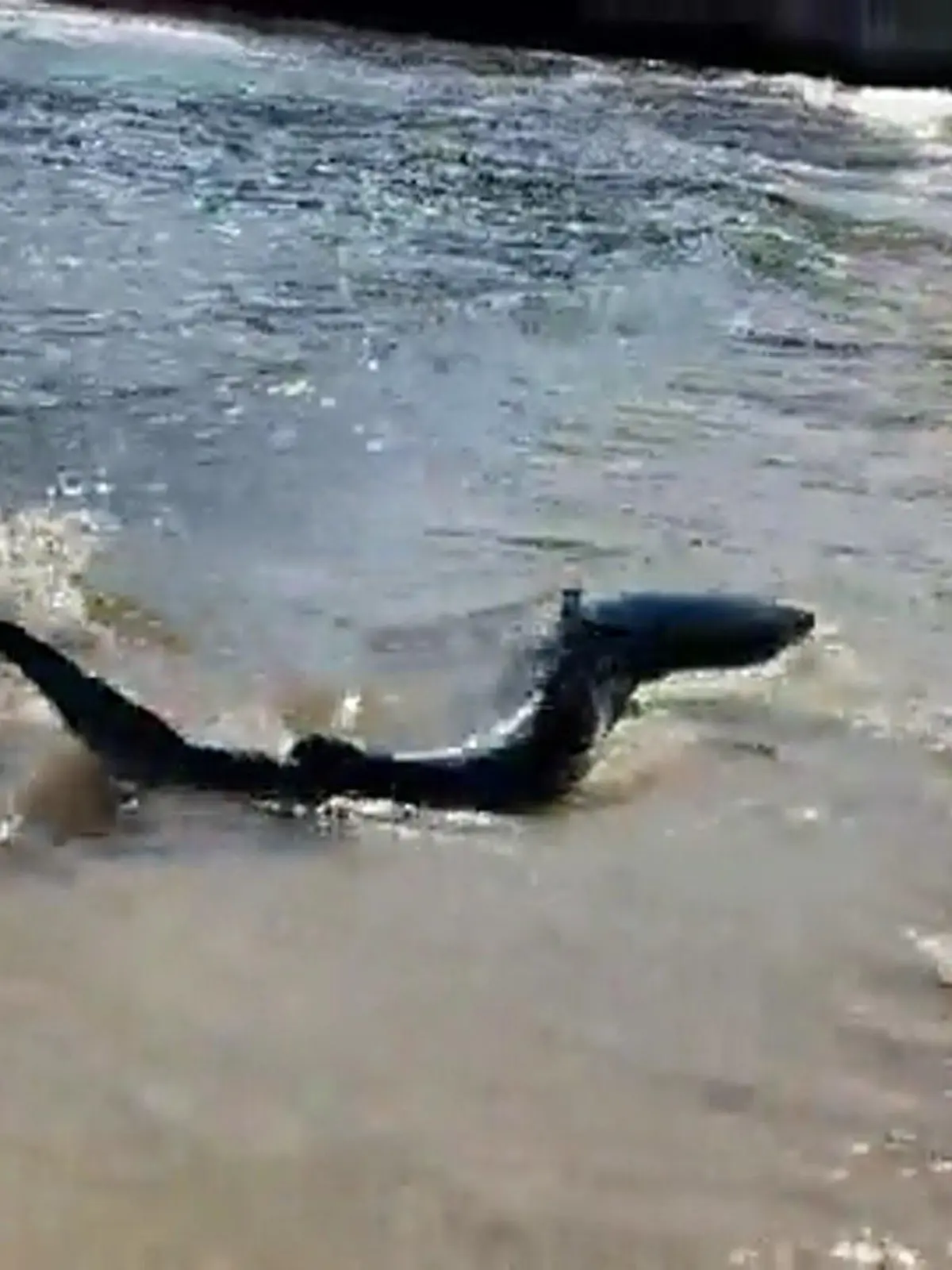 Dieser Blauhai wurde in eine Bucht getrieben. Badegäste verließen schnell das Wasser.