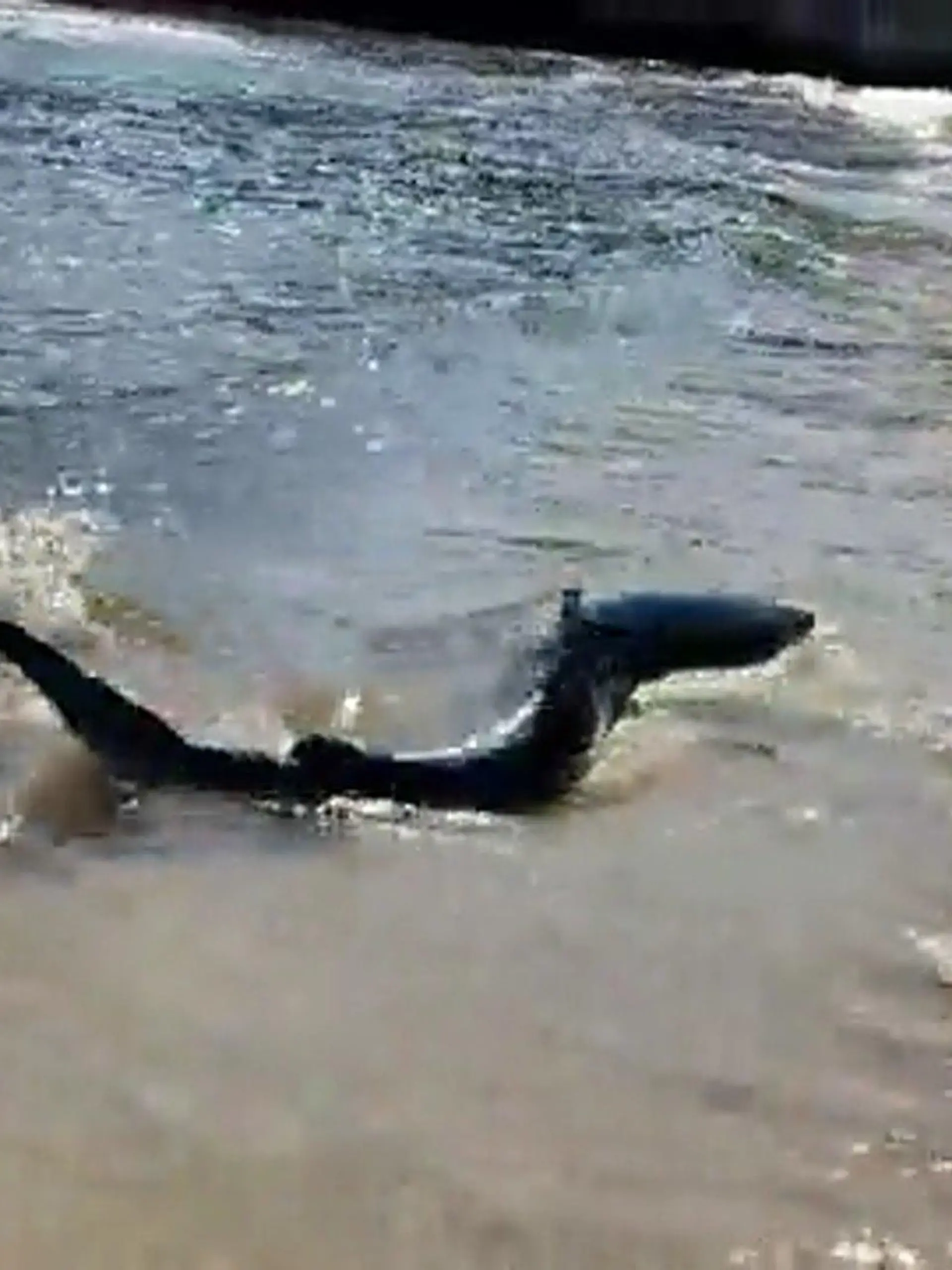 Dieser Blauhai wurde in eine Bucht getrieben. Badegäste verließen schnell das Wasser.