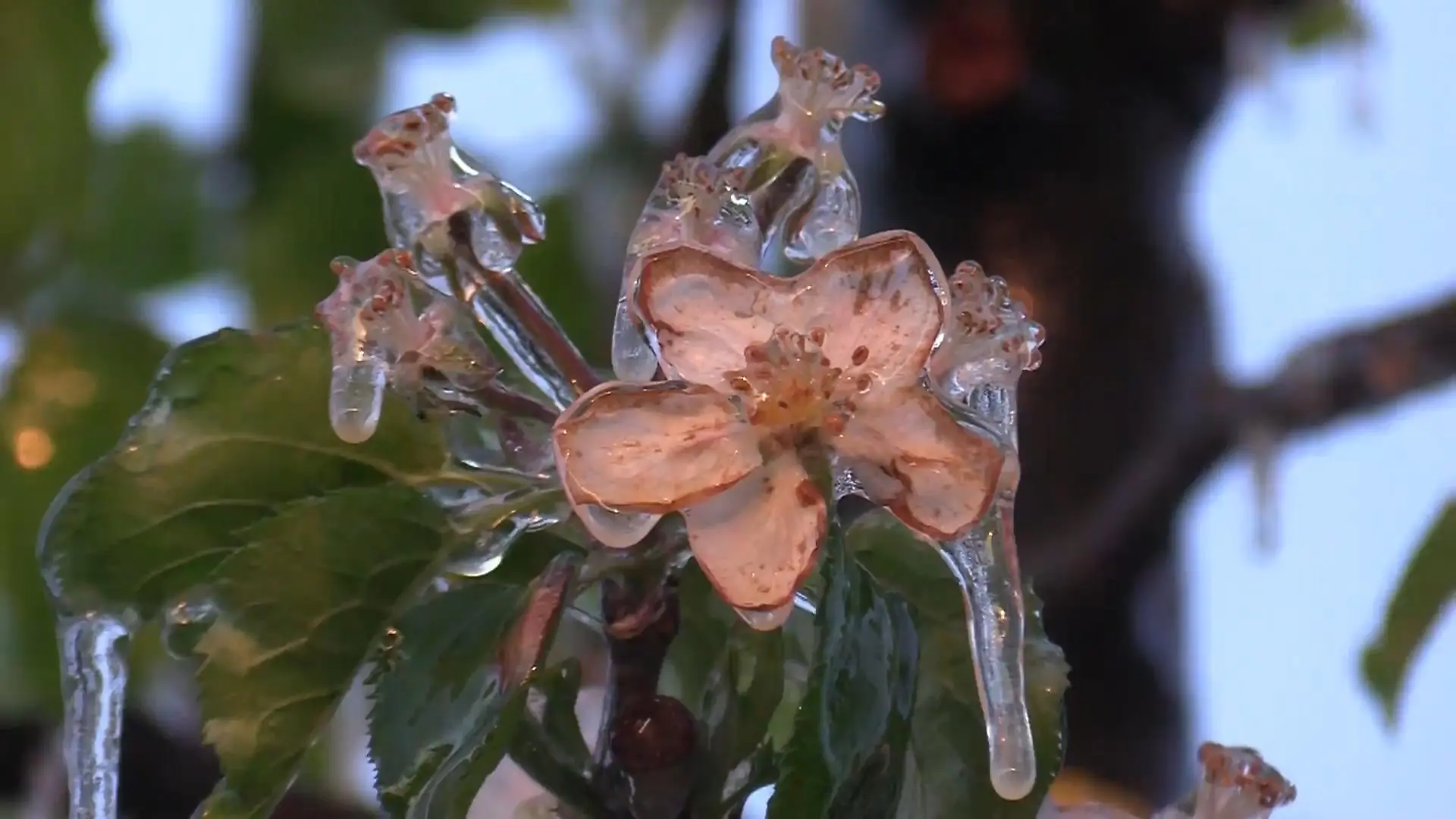 So teuer werden Obst und Gemüse Ernteausfall wegen Frostschäden