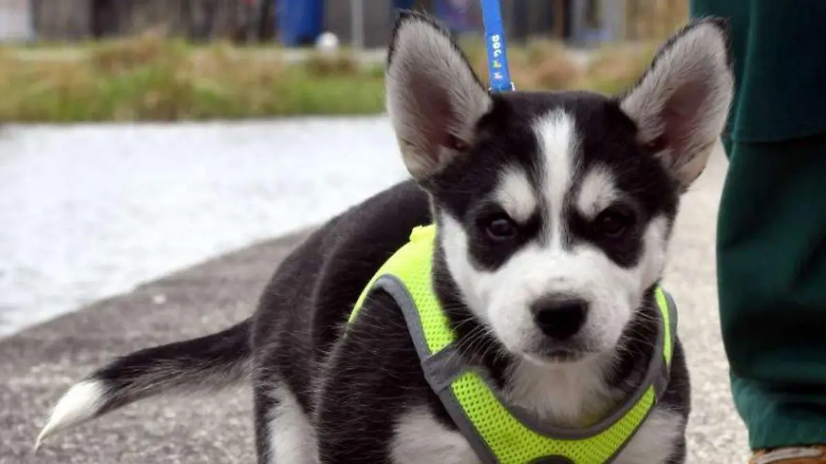 Eine Besonderheit von Huskys und Husky-Mischlingen ist, dass sie grundsätzlich nicht gut alleine bleiben können.