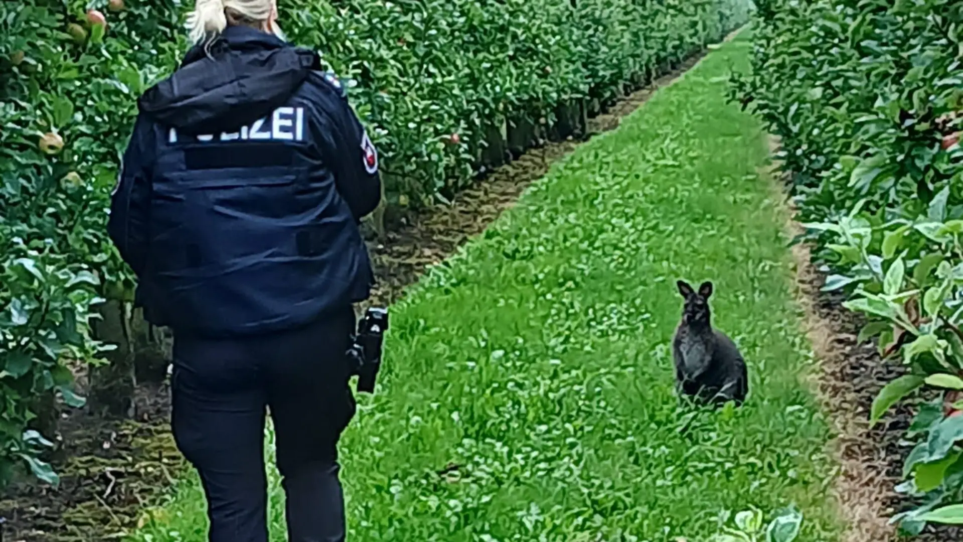 Die Polizei stellt das entlaufene Känguru in einer Obstplantage.