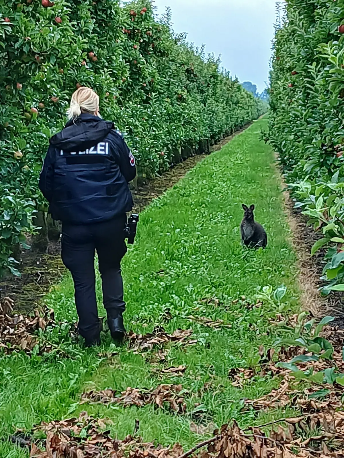 Die Polizei stellt das entlaufene Känguru in einer Obstplantage. 