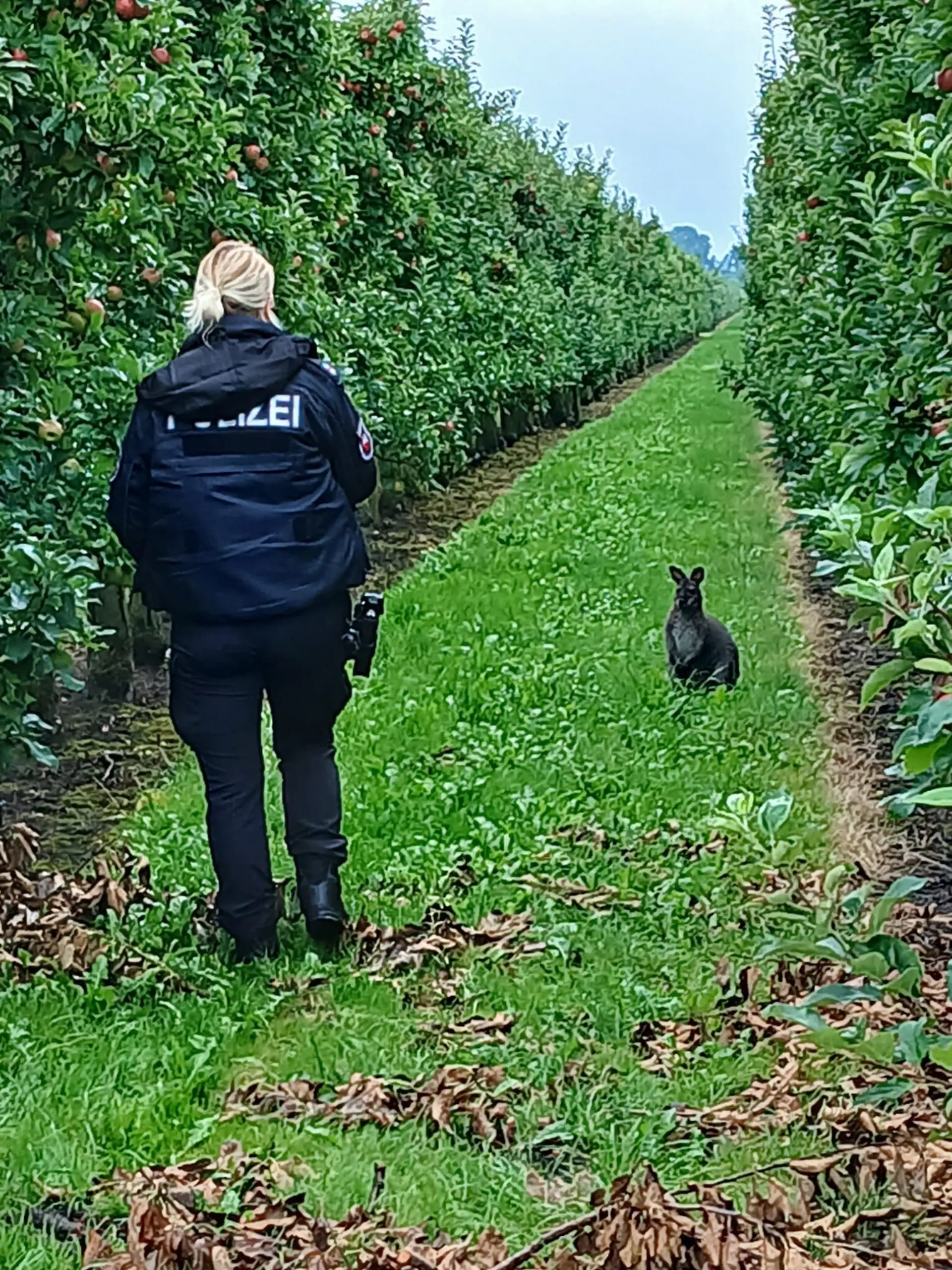 Die Polizei stellt das entlaufene Känguru in einer Obstplantage. 