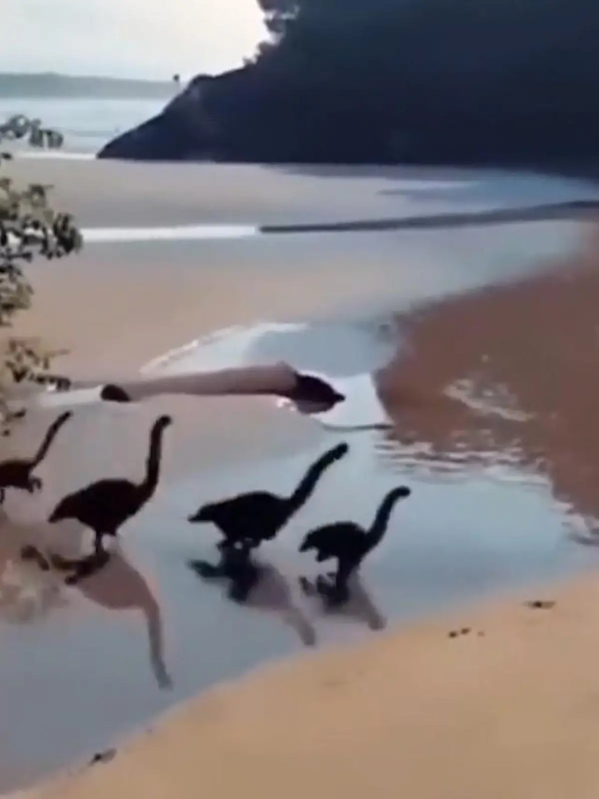 Von wegen ausgestorben! Rennen in dem Video etwa kleine Brontosaurier über einen Strand? Bei Twitter sind Millionen User schon drauf reingefallen, wir zeigen die Lösung im Video.