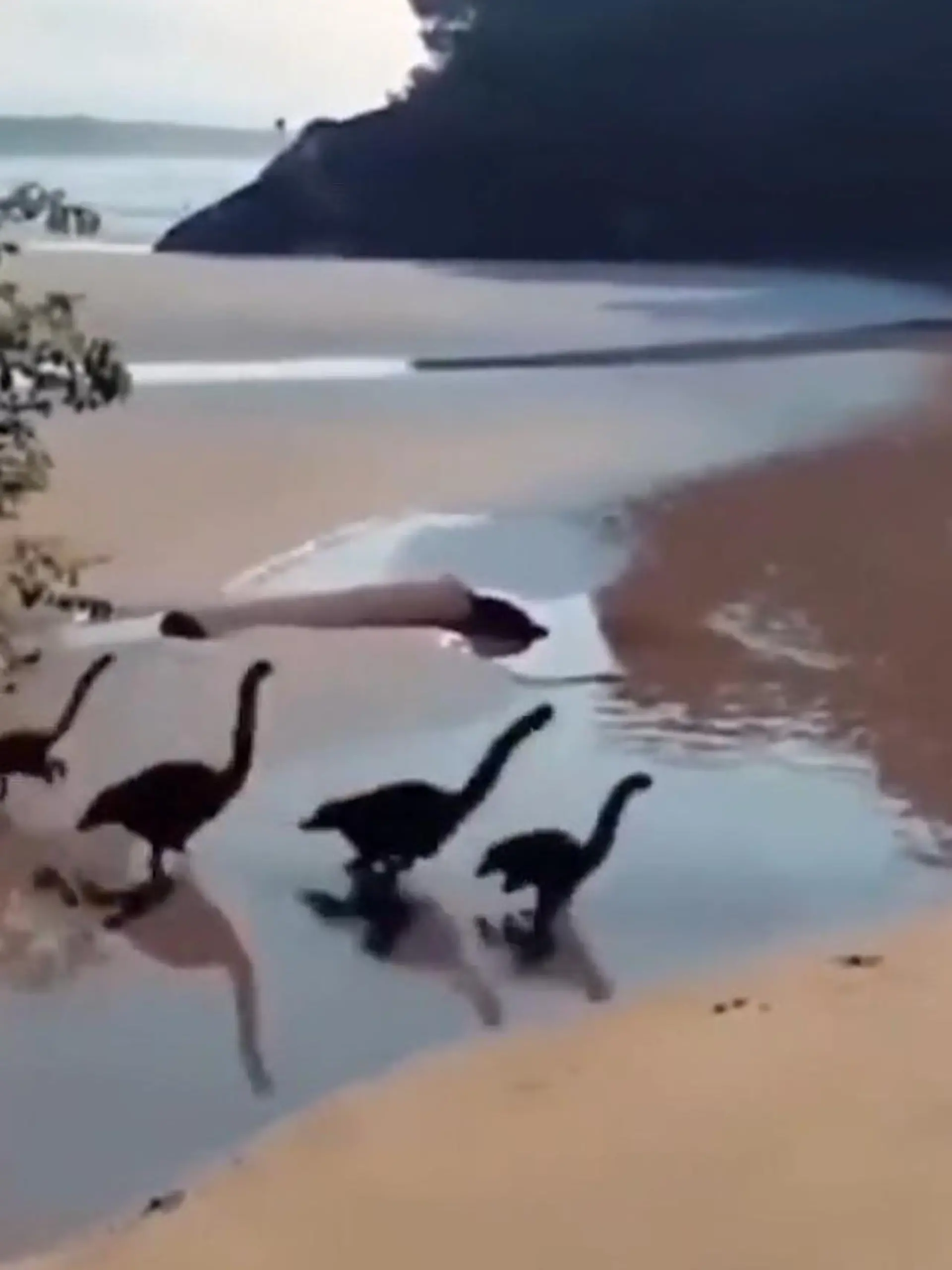 Von wegen ausgestorben! Rennen in dem Video etwa kleine Brontosaurier über einen Strand? Bei Twitter sind Millionen User schon drauf reingefallen, wir zeigen die Lösung im Video.