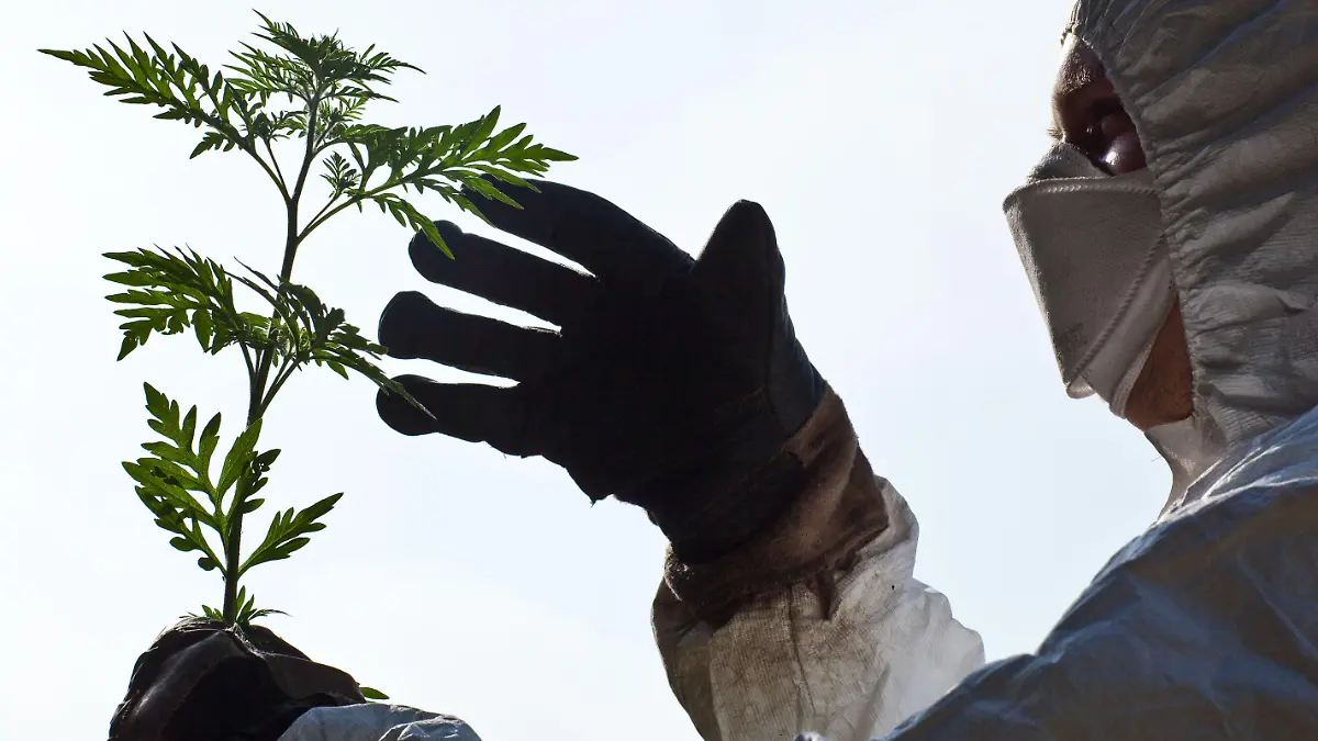Wachsendes Problem in deutschen Gärten Ambrosia – der Horror für Allergiker