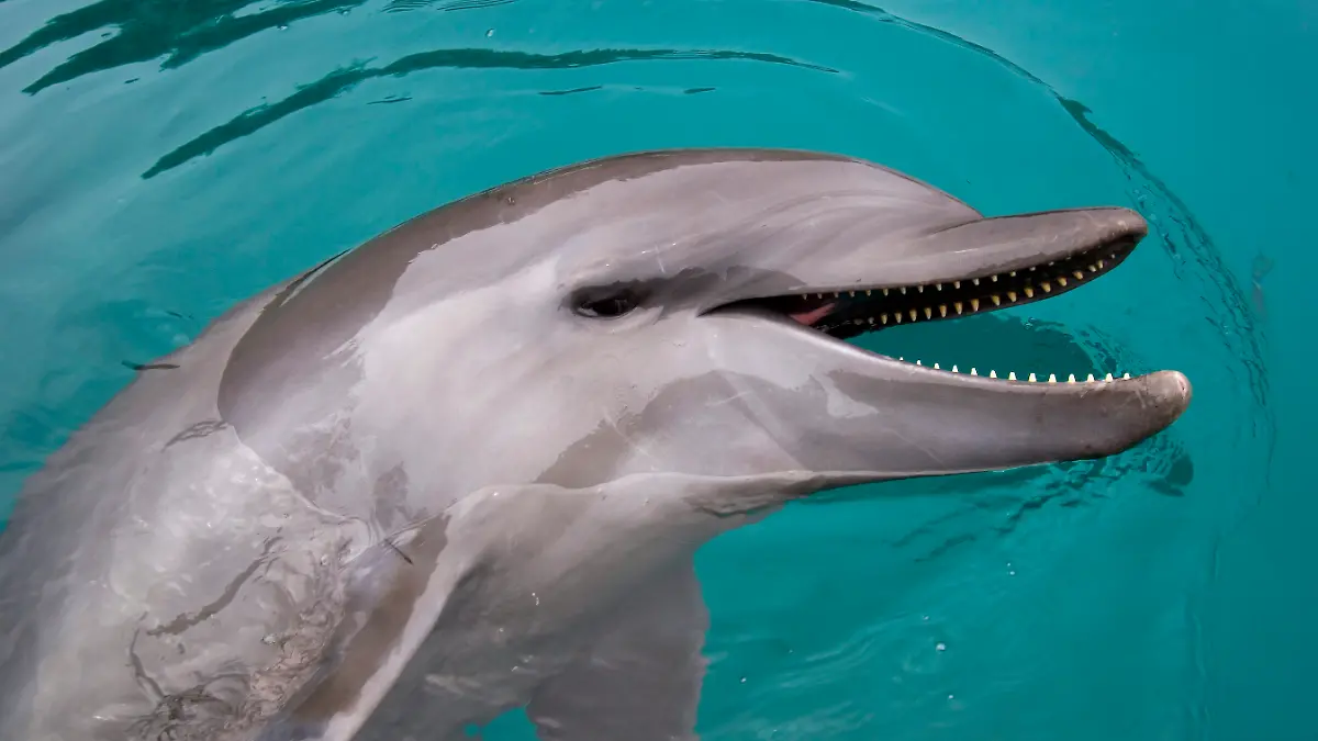 In der Wakasa-Bucht, etwa 320 Kilometer westlich von Tokio, kommt es seit drei Jahren regelmäßig zu Delfin-Angriffen auf Menschen (Symbolbild).