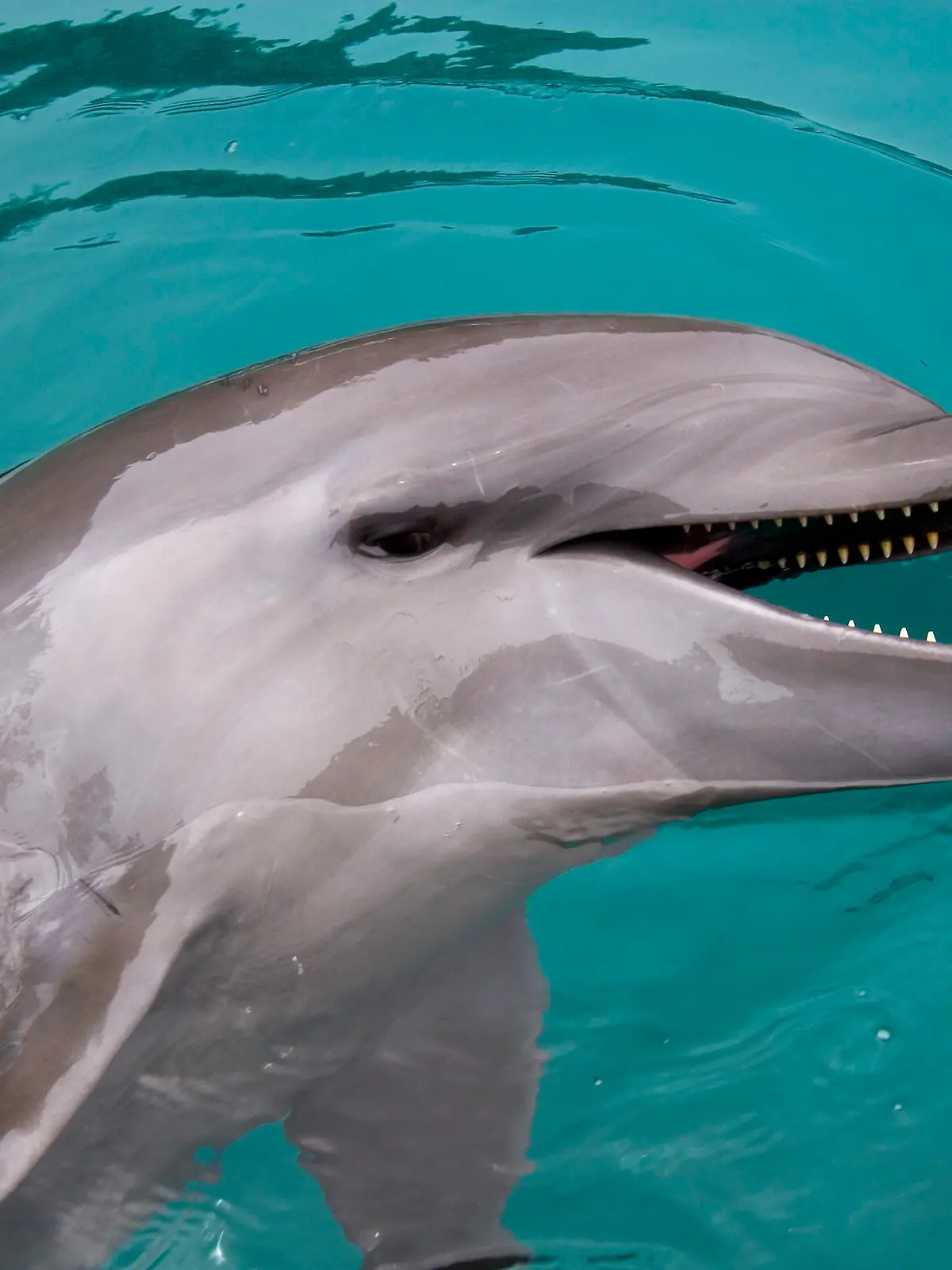 In der Wakasa-Bucht, etwa 320 Kilometer westlich von Tokio, kommt es seit drei Jahren regelmäßig zu Delfin-Angriffen auf Menschen (Symbolbild).