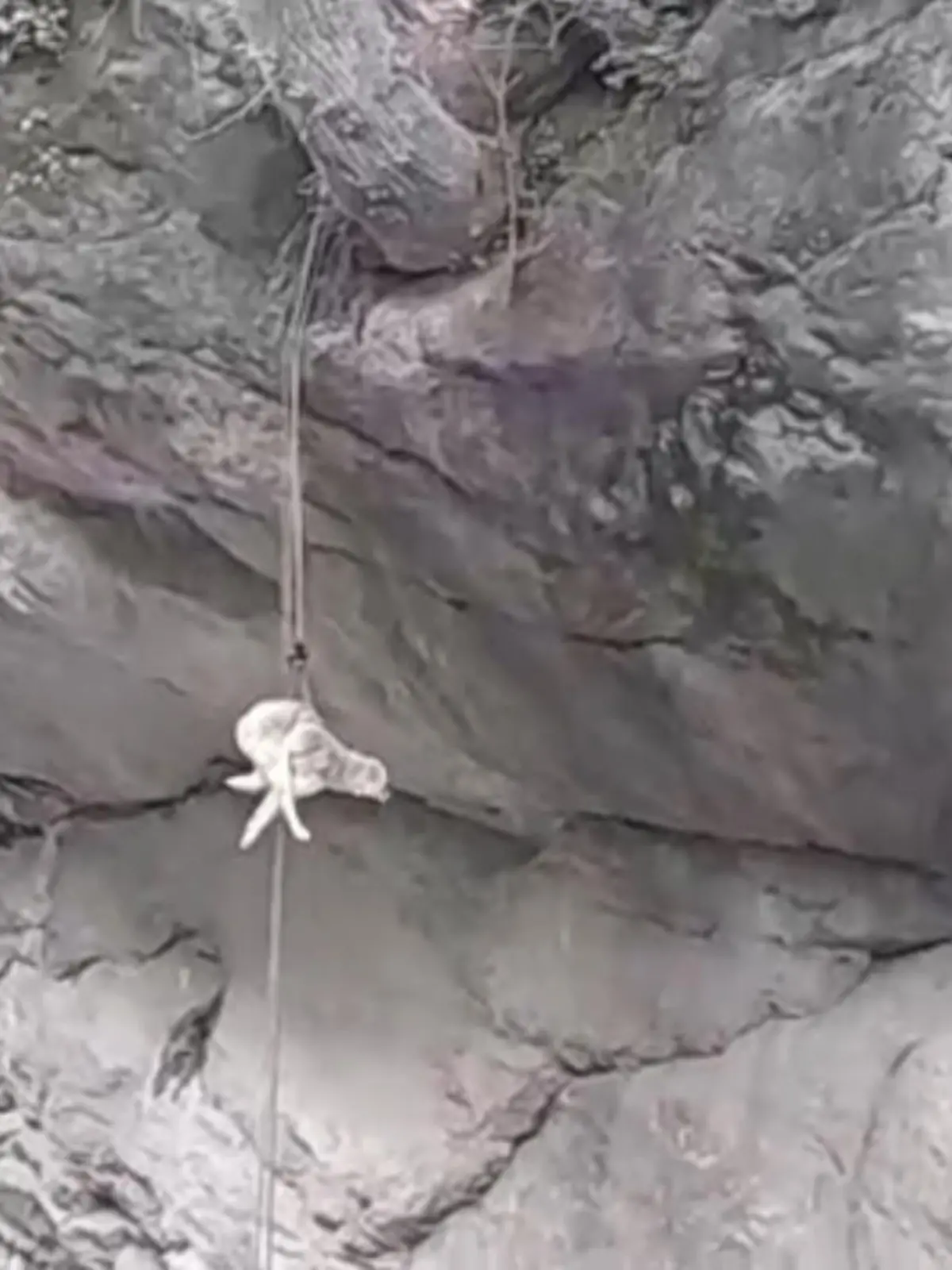 Eine Woche lang harrt ein Hund auf einem Felsvorsprung im Manikaran Tal in Indien aus. Dann tritt endlich eine Gruppe Männer zu seiner Rettung an und für den Vierbeiner beginnt ein spannender Aufstieg!