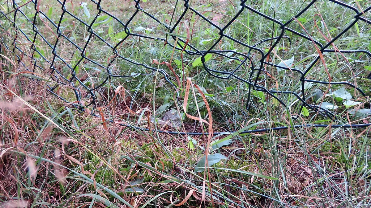 Das Loch im Zaun in Mechernich: Keine Sabotage, sondern möglicherweise nur ein Tier.