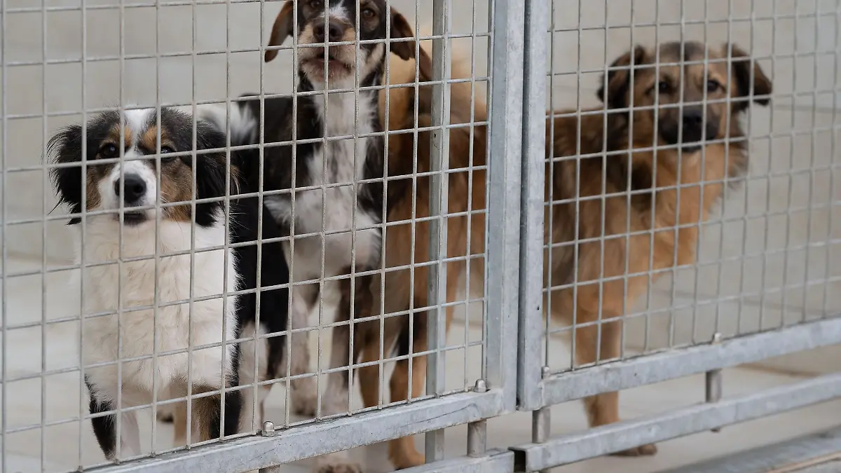 Der Tod von fünf Hunden in Luxmeburg nach einem Pensionsaufenthalt wird untersucht. (Symbolbild)